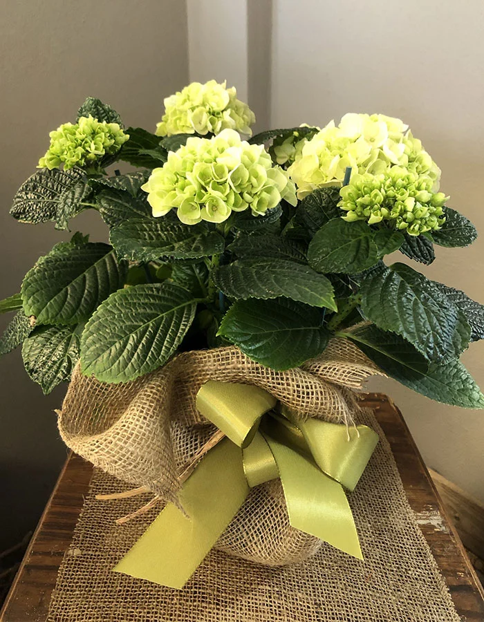 Prodotti - Fioreria Ziliotto - Bassano del Grappa