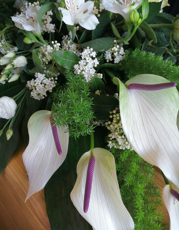 Prodotti - Fioreria Ziliotto - Bassano del Grappa