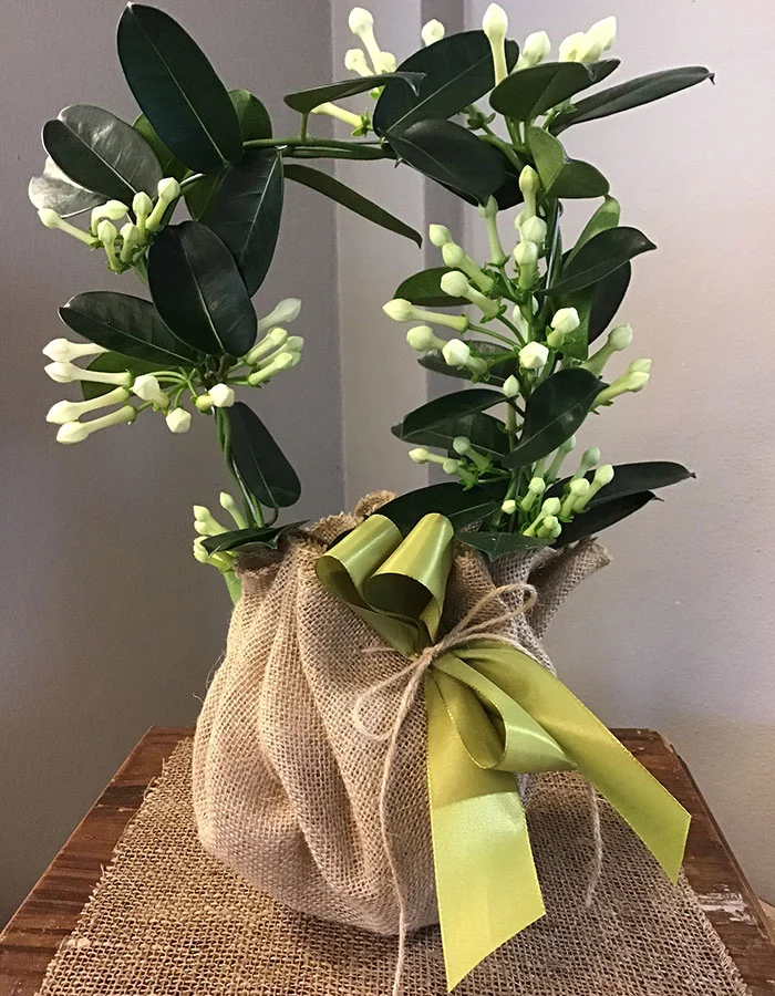 Prodotti - Fioreria Ziliotto - Bassano del Grappa