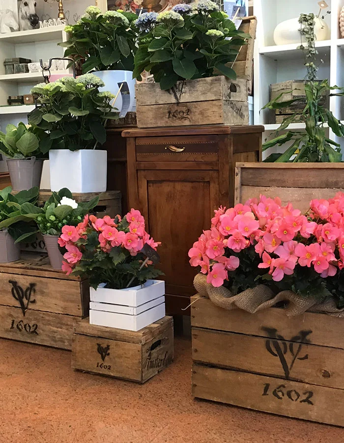 Prodotti - Fioreria Ziliotto - Bassano del Grappa